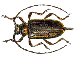 Acanthocinus reticulatus.png © Commons