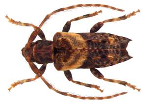 Pogonocherus hispidus (Linné, 1758) (4404578474).jpg © Udo Schmidt from Deutschland