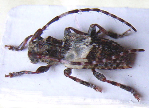 Pogonocherus hispidulus.jpg © Siga