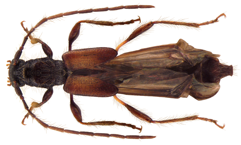 Molorchus umbellatarum (Schreber, 1759) (4476043979).jpg &copy; Udo Schmidt from Deutschland