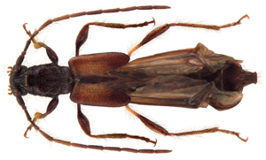 Molorchus umbellatarum (Schreber, 1759) (4476043979).jpg © Udo Schmidt from Deutschland
