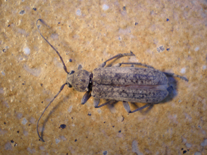 Trichoferus holosericeus.jpg © Joan Carles Hinojosa Galisteo