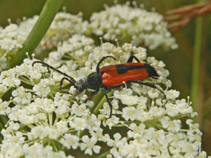 Cerambycidae - Stictoleptura cordigera-1.JPG © Hectonichus