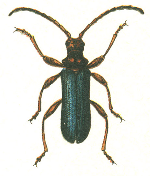 Rhamnusium bicolor.jpg © G.G. Yakobson