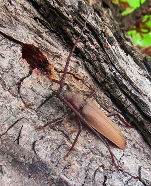 Aegosoma scabricorne side.jpg © Siga