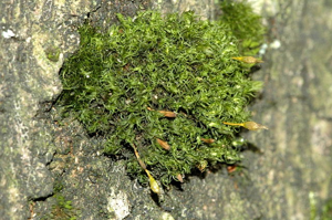 Dicranoweisia.cirrata.2.jpg © James K. Lindsey