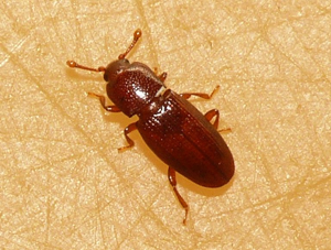 Cerylon ferrugineum.jpg © Commons
