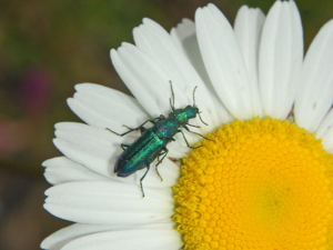 Dasytidae - Psilothrix viridicoerulea.JPG © Hectonichus