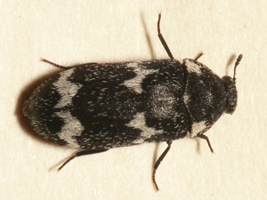 Megatoma undata.jpg © Commons