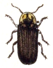 Lamprohiza.splendidula.-.calwer.27.11.jpg © Commons