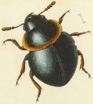 Agathidium mandibulare.jpg © Commons