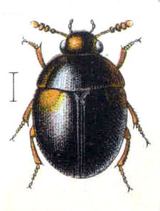 Anisotoma humeralis.jpg © Commons