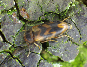 Abdera flexuosa natur.jpg © Siga