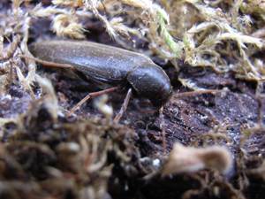 Serropalpus barbatus2.jpg © Siga