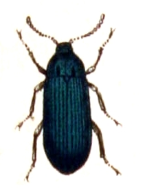 Melandrya.caraboides.-.calwer.48.07.jpg © Commons