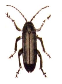 Osphya.bipunctata.-.calwer.48.04.jpg © Commons