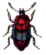 Triphyllus.bicolor.-.calwer.15.35.jpg © Commons