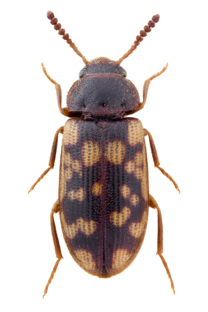 Mycetophagus multipunctatus.jpg © John Hallmén