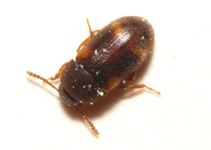 Mycetophagus quadriguttatus.jpg © Commons