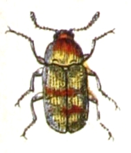 Mycetophagus.populi.-.calwer.15.32.jpg © Commons