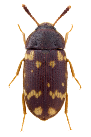 Mycetophagus atomarius.jpg © John Hallmén