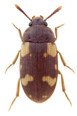 Mycetophagus piceus.jpg © John Hallmén