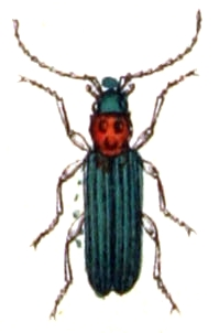 Ischnomera.sanguinicollis.-.calwer.48.33.jpg © Commons