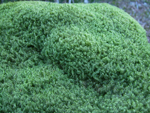 Broom moss (Orphan Lk) 2.JPG © Fungus Guy