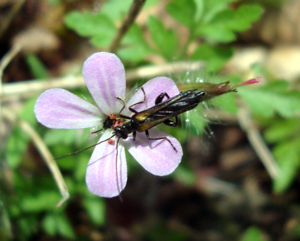 Oedemera pthysica Podkomorské lesy.jpg © Dendrofil