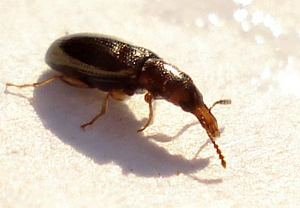 Coleoptera - Salpingus planirostris (3091860276).jpg © Mick Talbot from Lincoln (U.K.), England