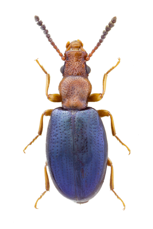 Vincenzellus ruficollis.jpg © John Hallmén