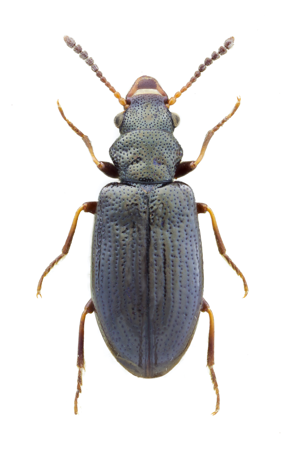 Rabocerus foveolatus.jpg © John Hallmén