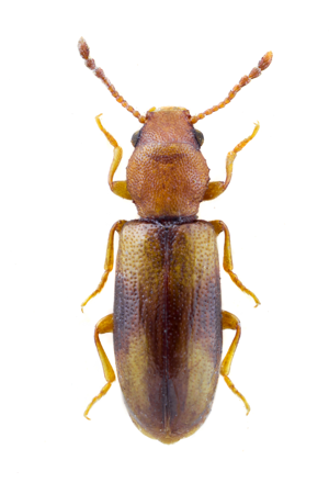 Lissodema denticolle.jpg © John Hallmén