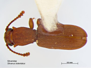 Silvanus bidentatus.jpg © Caroline Harding, MAF