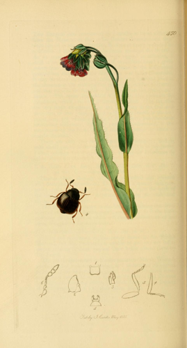 Britishentomologyvolume2Plate450.jpg © Commons