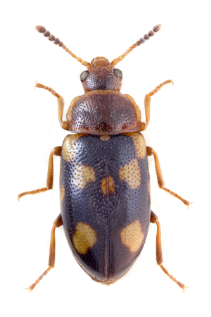 Tetratoma ancora.jpg © John Hallmén
