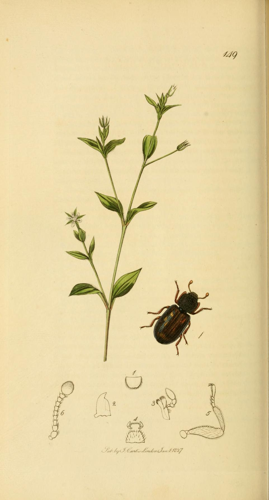 Britishentomologyvolume2Plate149.jpg © Commons