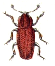 Pycnomerus.terebrans.-.calwer.15.02.jpg © Commons