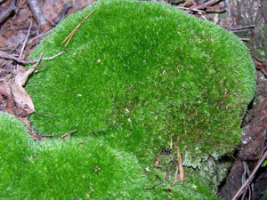 Leucobryum glaucum.jpg © Commons