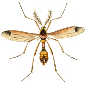 Ctenophora ornata Britishentomologyvolume1Plate5.png © Britishentomologyvolume1Plate5.jpg: John Curtis derivative work: A. Plank (talk)