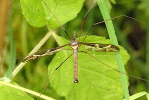 Tipula.maxima.-.lindsey.jpg © James K. Lindsey
