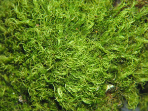 Dicranum montanum.jpeg © Kristian Peters -- Fabelfroh 12:37, 8 July 2007 (UTC)