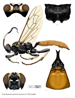 Protichneumon pisorius.png © Tereshkin