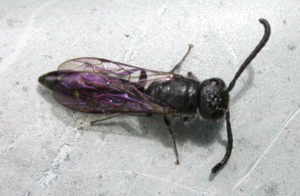 Sapyga quinquepunctata.jpg © No machine-readable author provided. Keith Edkins assumed (based on copyright claims).