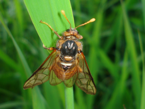 Cimbex sp. 04.JPG © Sanja565658