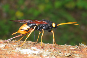 Urocerus gigas5.jpg © Holger Gröschl