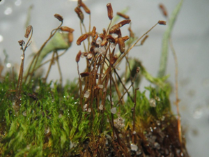 Ceratodon purpureus.jpeg © Kristian Peters -- Fabelfroh 08:49, 26 November 2006 (UTC)