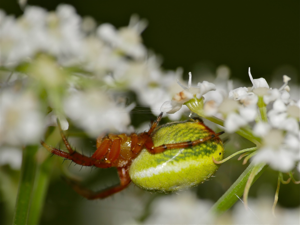Green Orb-spider (Araniella alpica) (35562660932).jpg © Bernard DUPONT from FRANCE