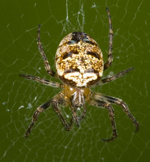 Zilla diodia female.jpg © Michael Hohner (Mhohner)