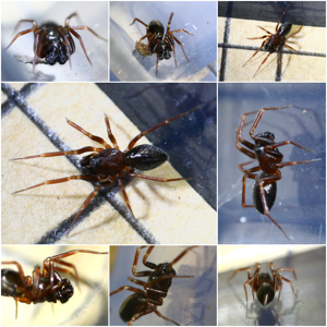 Microneta viaria male.jpg © Phil